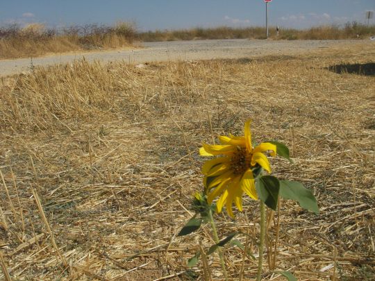 sunflower-espana.jpg