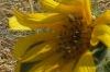 sunflower-espana_s.jpg