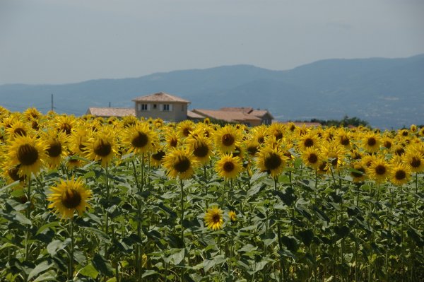 TDF2008-st18-01